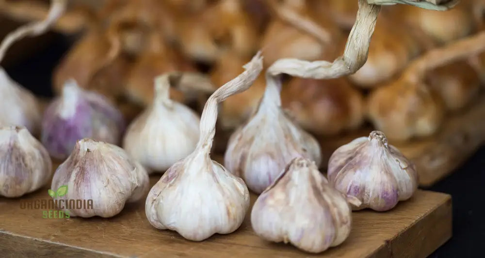 Garlic Provence Bulbs For Planting And Gardening High-Yield Robust Aromatic Home Gardens –