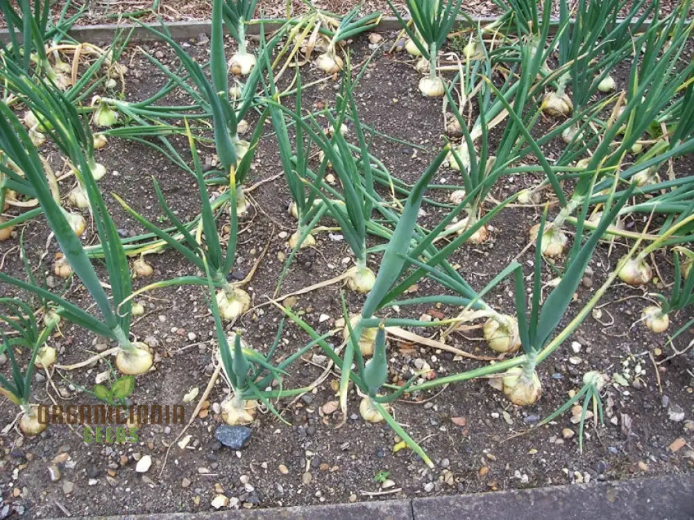 Garlic Provence Bulbs For Planting And Gardening High-Yield Robust Aromatic Home Gardens –