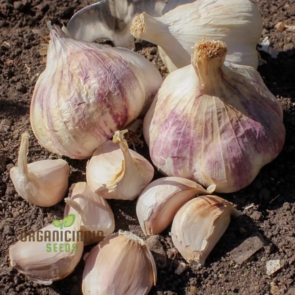 Garlic Rhapsody Premium Garlic Bulbs For Planting And Gardening - Ideal Flavorful Culinary