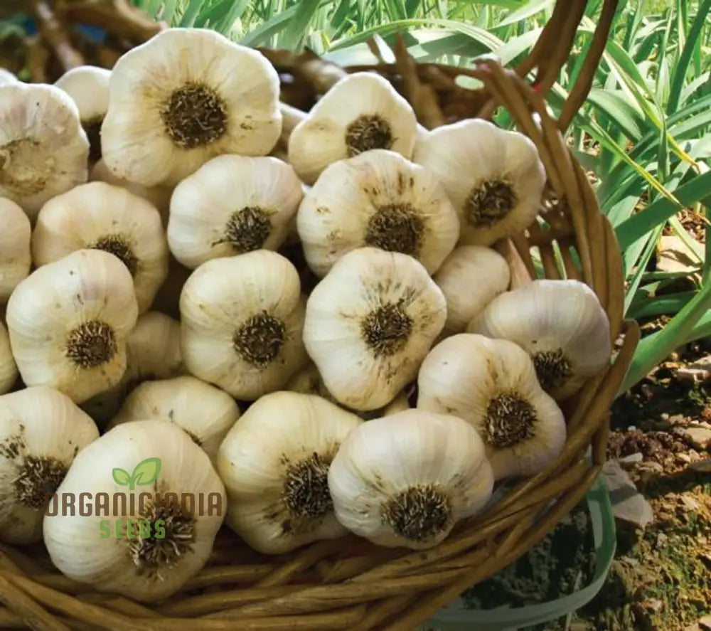 Garlic Rhapsody Premium Garlic Bulbs For Planting And Gardening - Ideal Flavorful Culinary