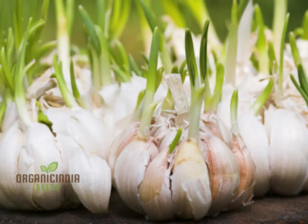 Garlic Rhapsody Premium Garlic Bulbs For Planting And Gardening - Ideal Flavorful Culinary