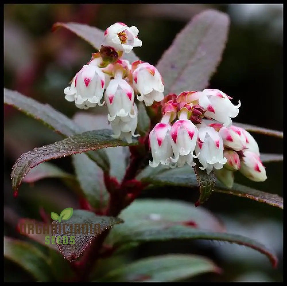 Gaultheria Hispida Seeds For Planting- Snowberry Wintergreen With Ornamental Berries For Shade