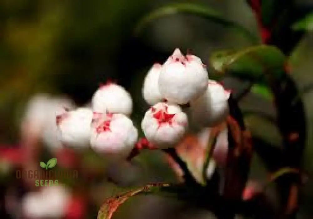 Gaultheria Hispida Seeds For Planting- Snowberry Wintergreen With Ornamental Berries For Shade