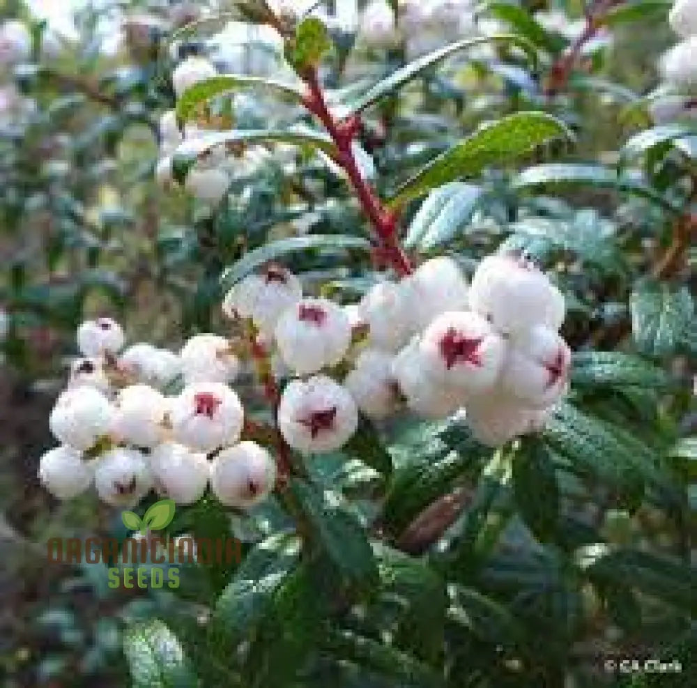 Gaultheria Hispida Seeds For Planting- Snowberry Wintergreen With Ornamental Berries For Shade