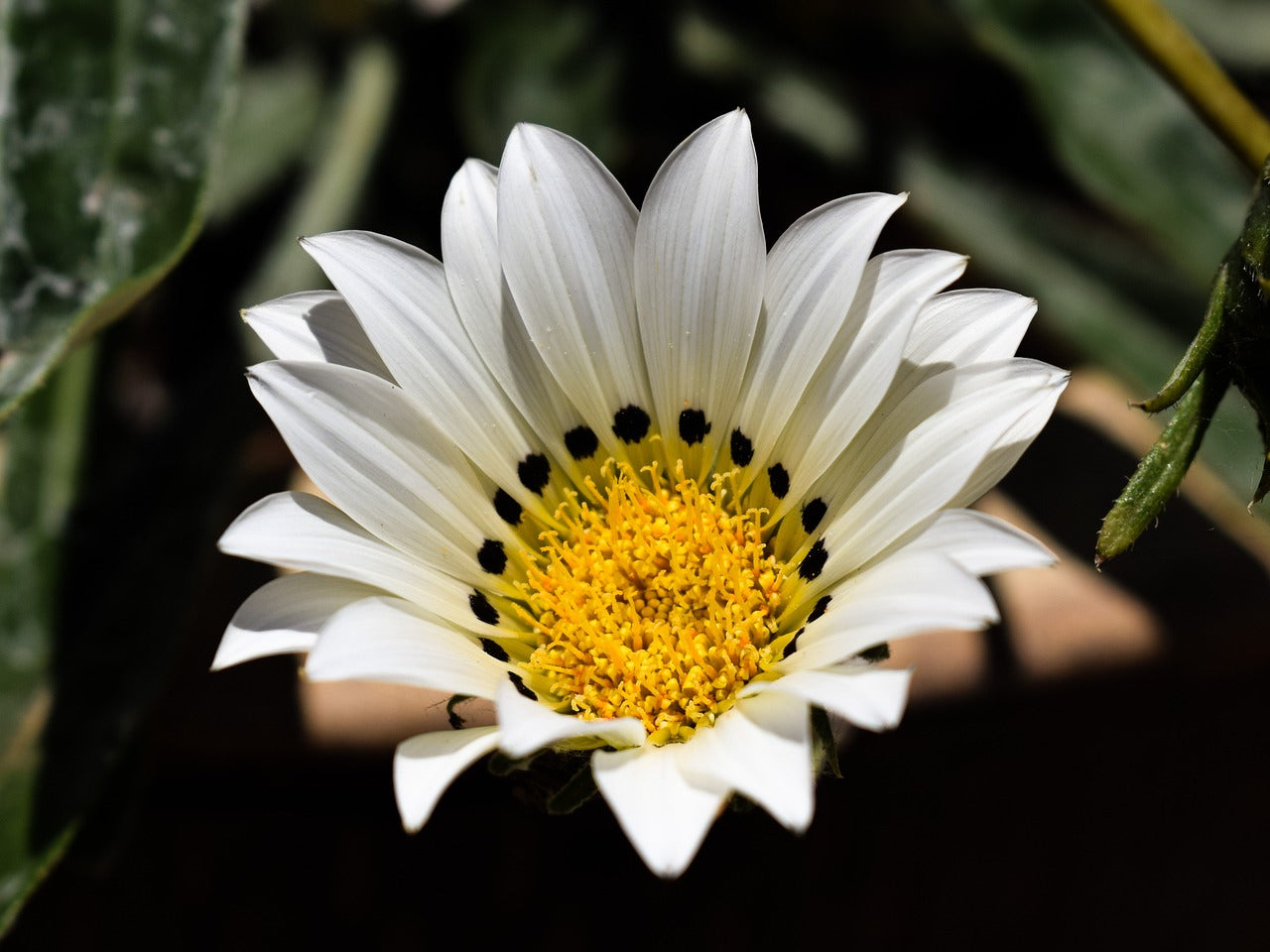 "Gazania Daybreak Series White Flower Seeds, Planting - 100 pcs" - Flower seeds