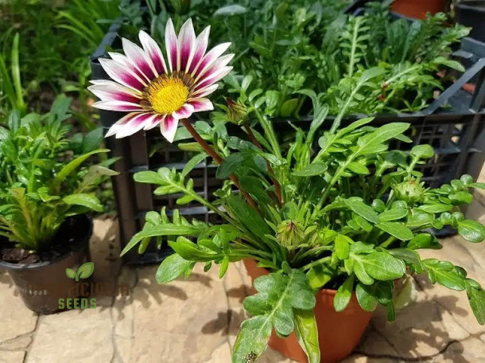 Gazania New Day Rose Stripe F1 Flower Seeds For Planting Bright And Beautiful Rose-Striped Flowers