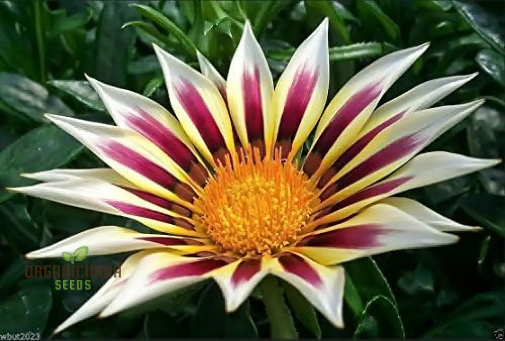 Gazania New Day Rose Stripe F1 Flower Seeds For Planting Bright And Beautiful Rose-Striped Flowers