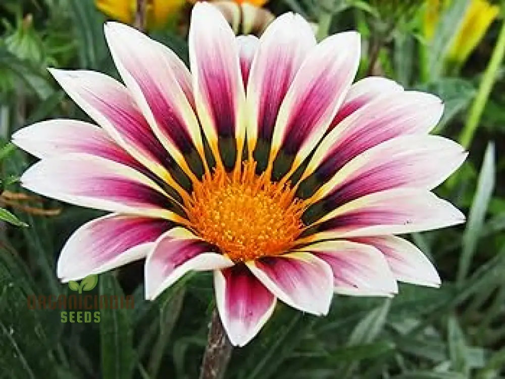 Gazania New Day Rose Stripe F1 Flower Seeds For Planting Bright And Beautiful Rose-Striped Flowers