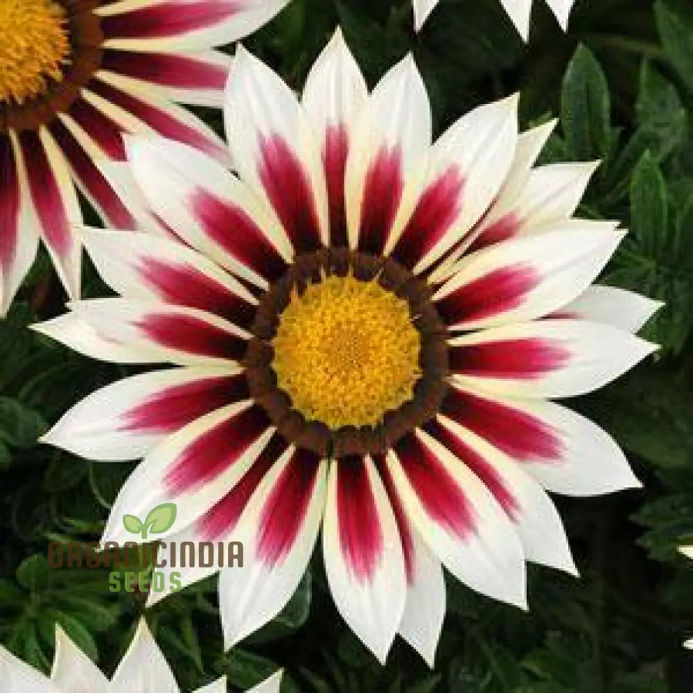 Gazania New Day Rose Stripe F1 Flower Seeds For Planting Bright And Beautiful Rose-Striped Flowers