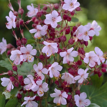 Geranium macrorrhizum Flower Seeds , Fragrant and Hardy Blooms, Easy-to-Grow Varieties for a Lush and Resilient Garden