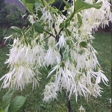 White Fringe Tree plant Seeds (Chionanthus virginicus)  Rare Native Variety, Easy to Grow, Stunning Fragrant Blooms