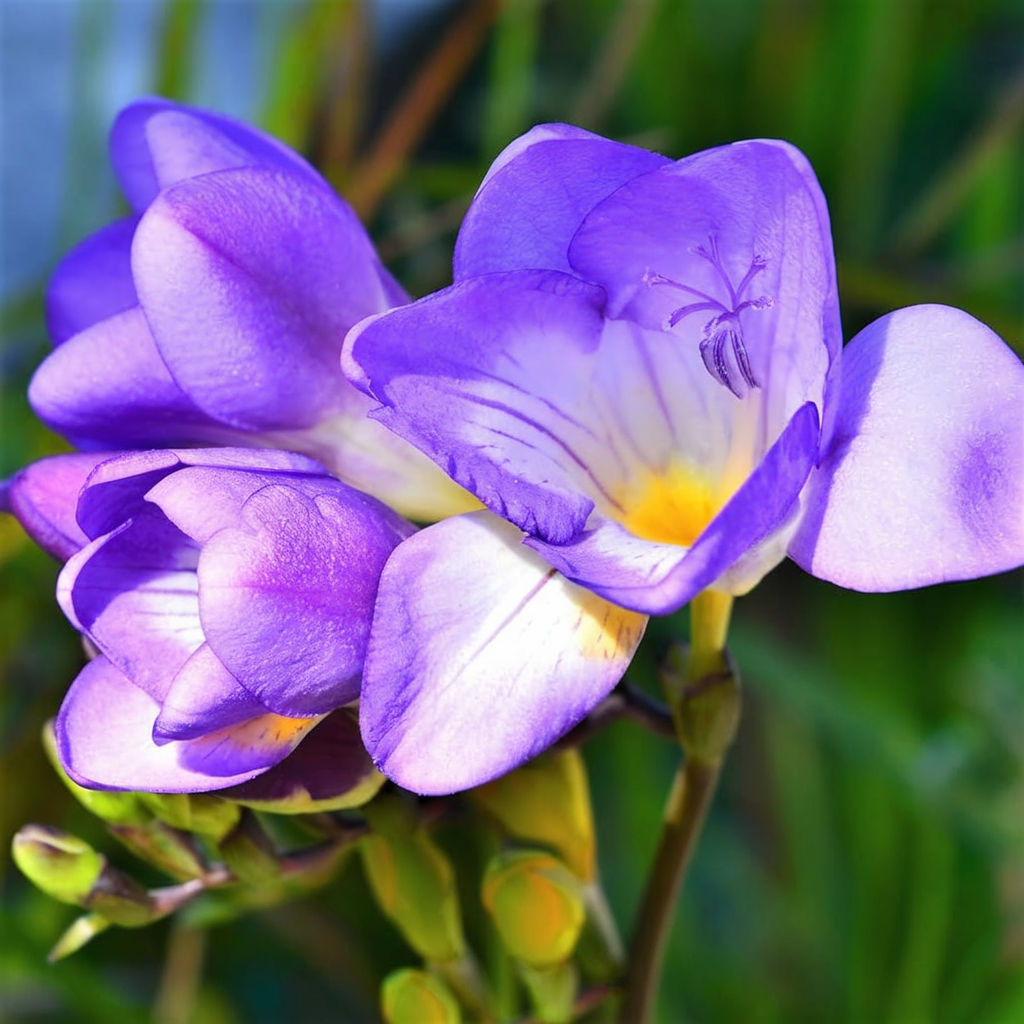Bulbes de freesia bleus simples pour le jardinage – Freesia parfumé de forme unique bleu-violet (3 bulbes pour la plantation)