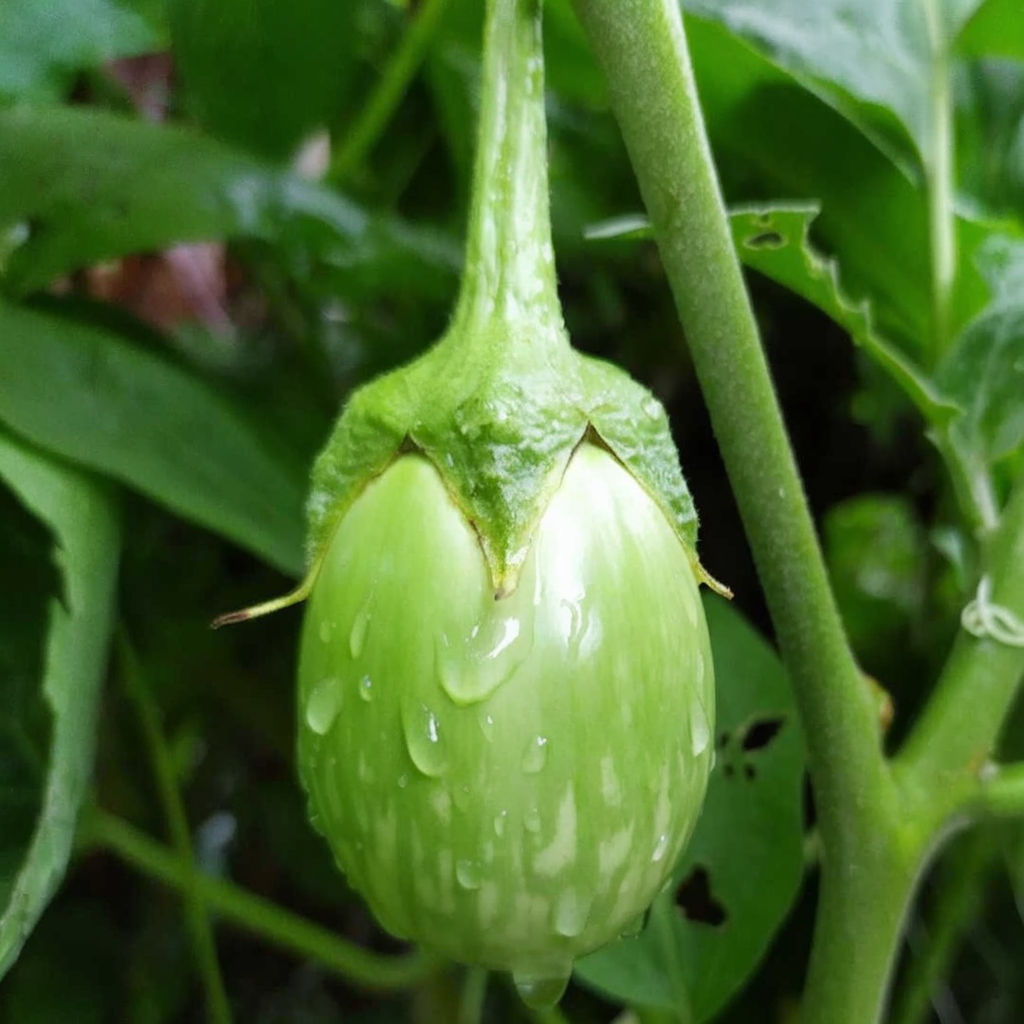 Grüne, runde Gemüsesamen „Brinjal“, alte Sorte, hoher Ertrag, ideal für den Hausgarten