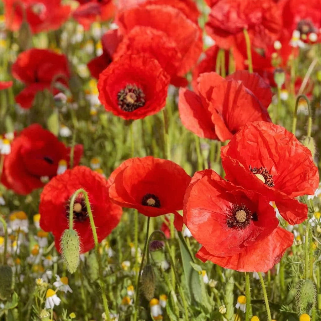 Poppy Red Indian Flower Seeds, Vibrant Blooms, Easy-to-Grow, Perfect for Gardens