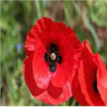 Poppy Red Indian Flower Seeds, Vibrant Blooms, Easy-to-Grow, Perfect for Gardens