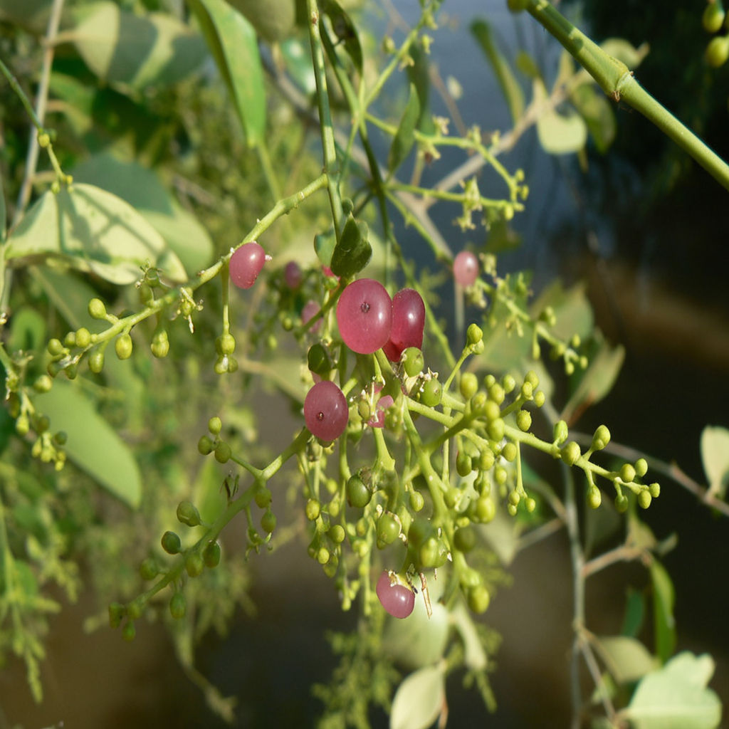Frø fra Salvadora persica, tandbørstetræ, sennepstræ eller saltbørstetræ til plantning