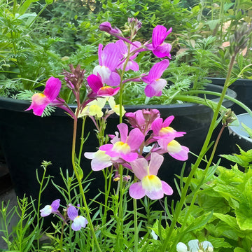 Bezaubernde Linaria: Feenstrauß-Mix - Kaufen Sie jetzt magische Gartenfreuden