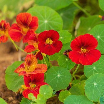Levende organiske Nasturtium Jewel Mix frø – Dyrk smukke, spiselige blomster til din have"
