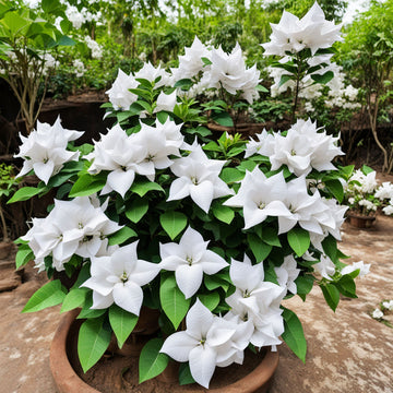 Pure Elegance  White Bougainvillea Seed Assortment, Enhance Your Garden with Pristine Beauty