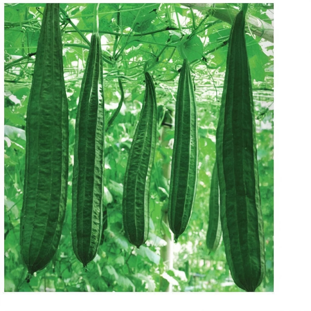 Ridge Gourd Seeds, Growing Your Own Exotic Luffa Vine Planting Seeds