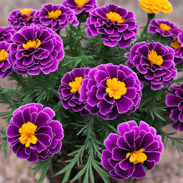 Purple Marigold Flower Seeds – Elevate Your Gardening Experience with Unique, Vibrant Blooms