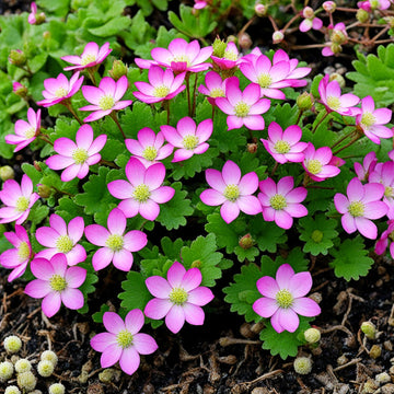 Saxifraga Mossy flower  Seeds, Enhance Your Garden with Beautiful Blooms Saxifrage Rose Flower Seeds