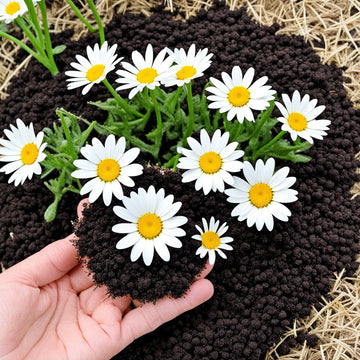 Beautiful Crown Daisy Chronicles Flower Seeds,  Add Elegance to Your Garden Landscape,  High-Quality Seeds for Stunning Blooms
