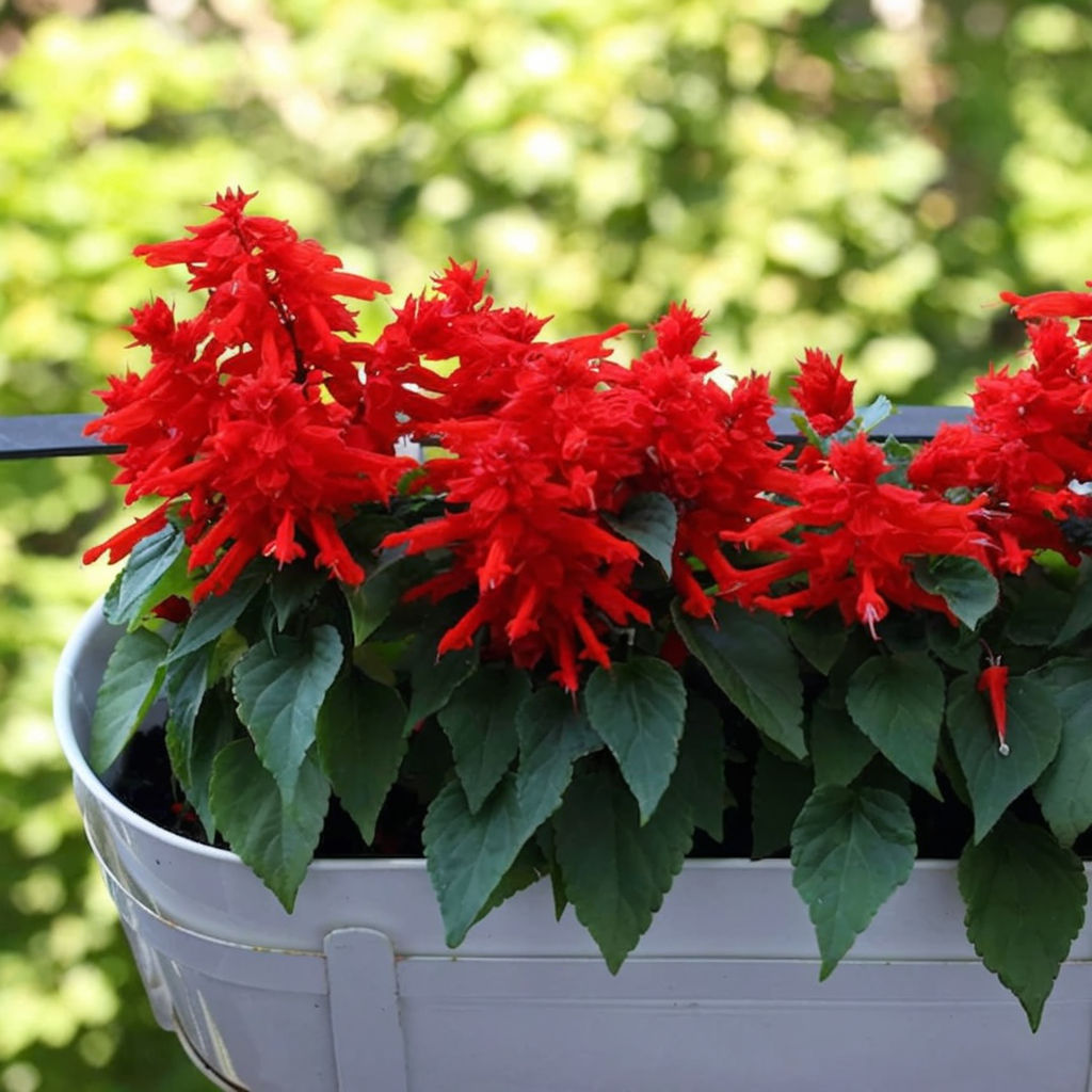 Salvia Red Fire Flower Seeds, Expert Planting and Gardening Guide for Striking, Fiery Blooms