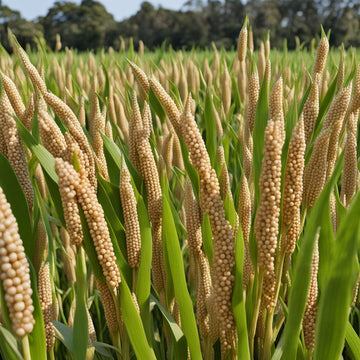 Millet Mastery Honoring Vegetable Seeds, Japanese Cuisine with Nutritious Seeds