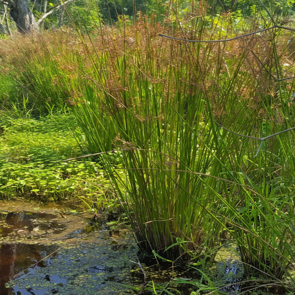 Juncus Effusus Plant Seeds, Cultivate Tranquility in Your Garden with These Perfect Planting Essentials for Gardening Enthusiasts