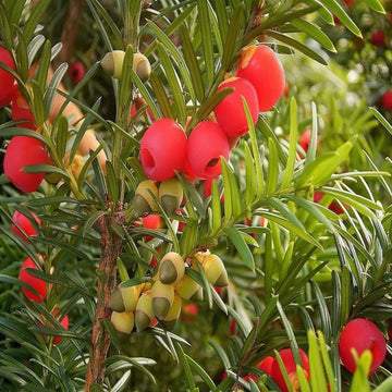 Taxus Baccata Tree Seeds for Planting - Premium Quality Yew Tree Seeds