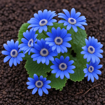 Blue Cineraria (Senecio Cruentus) Flower Seeds – Elevate Your Gardening with Gorgeous, Vibrant Blue Flowers