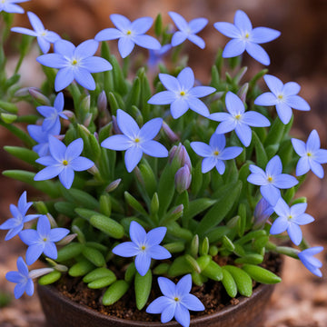 Plant Bluets Houstonia Flower Seeds for Stunning Blossoms – The Ultimate Gardening Experience with Delightful