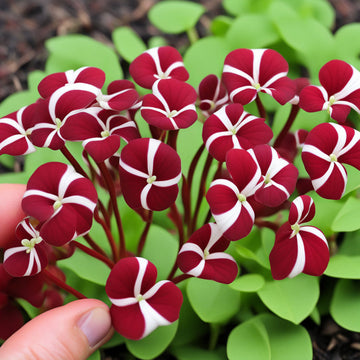 Candy Cane Sorrel (Oxalis Versicolor) Seeds – Explore Ornamental Beauty with Annual Flower Seeds for a Vibrant and Delightful Gardening Experience