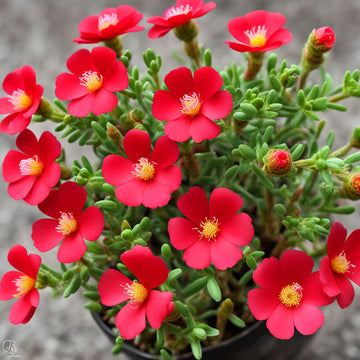 Red Portulaca Flower Seeds – Elevate Your Gardening with Resilient and Stunning Blooms