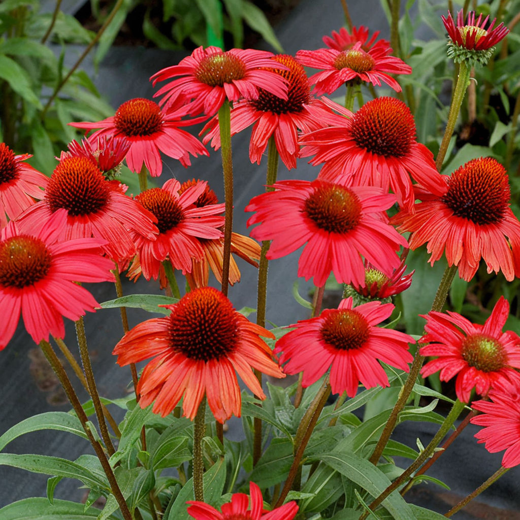 Rote Echinacea-Blumensamen, ein umfassender Leitfaden für erfolgreiches Pflanzen und Gärtnern