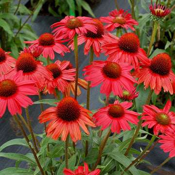 Red Echinacea Flower Seeds, A Comprehensive Guide to Planting and Gardening Success