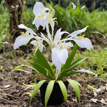 White Egret Flower seeds (Habanera Radiata) Egret Orchid Pastelis Radiata, Graceful and Elegant Blooms for Serene Gardens