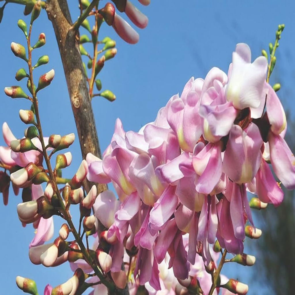 Gliricidia Sepium, Madre De Cacao, and Mixed Anthurium Seeds Online - Exceptional Quality for Lush Gardens