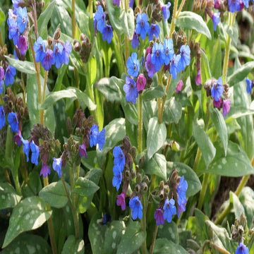 Blue Pulmonaria Lungwort flower Seeds,  Vibrant Garden Blooms,  Easy-to-Growing Pulmonaria Lungwort plant seeds