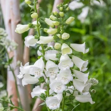 Foxglove ALBA White Flower Seeds For Planting - Premium Foxglove Seeds for Stunning Garden Blooms