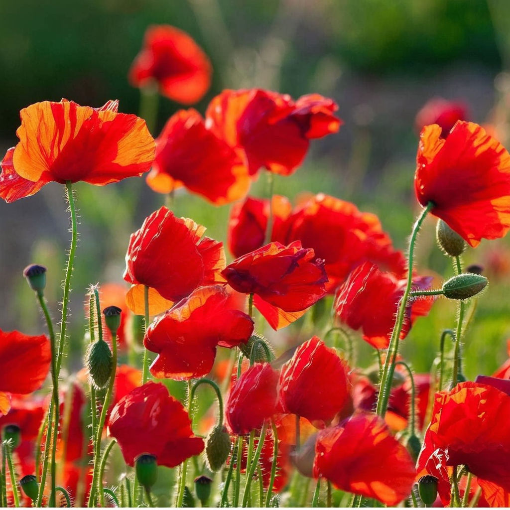 Premium Red Flanders Poppy Flower Seeds for Vibrant Blooms | Gardening Essentials for Stunning Floral Displays