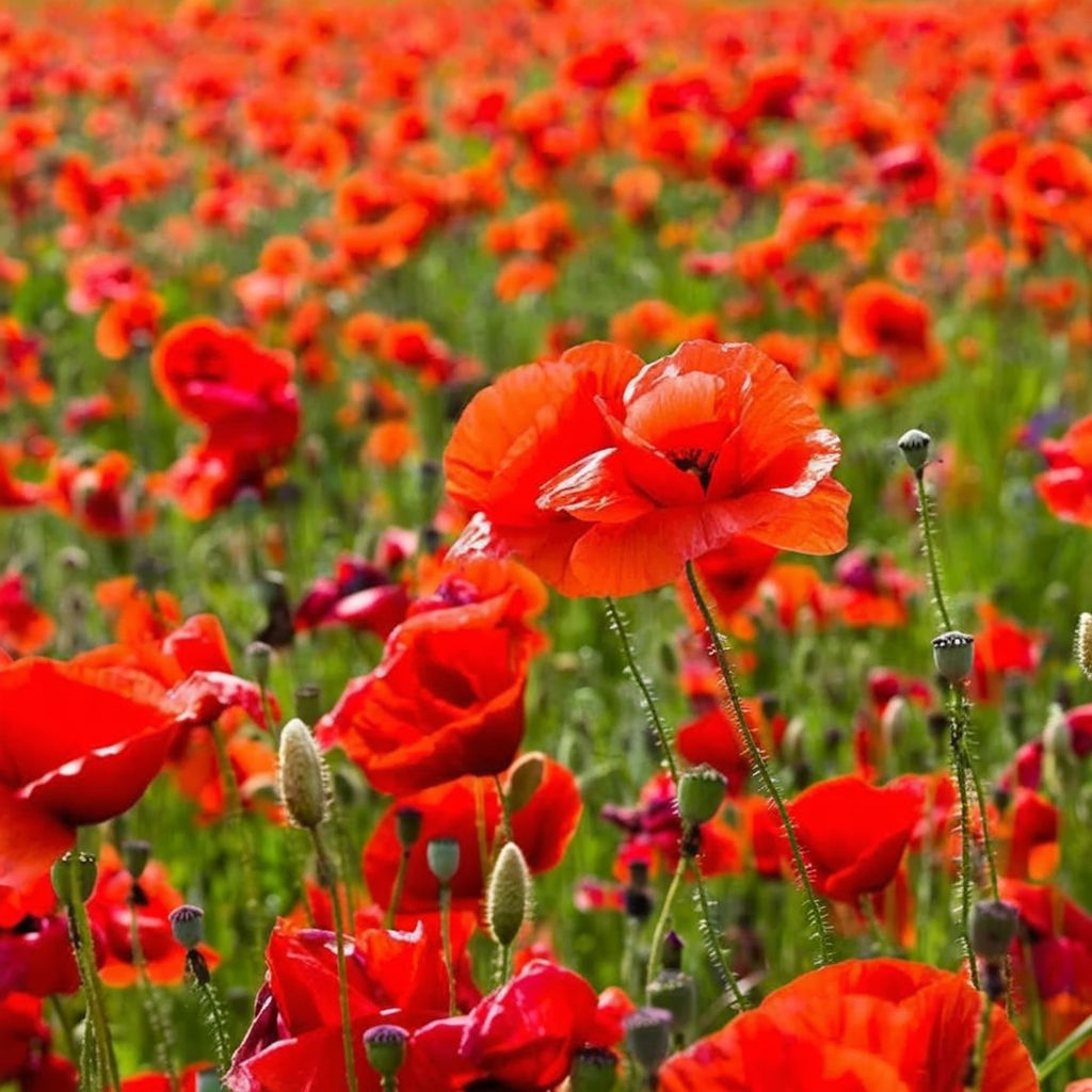 Premium Red Flanders Poppy Flower Seeds for Vibrant Blooms | Gardening Essentials for Stunning Floral Displays