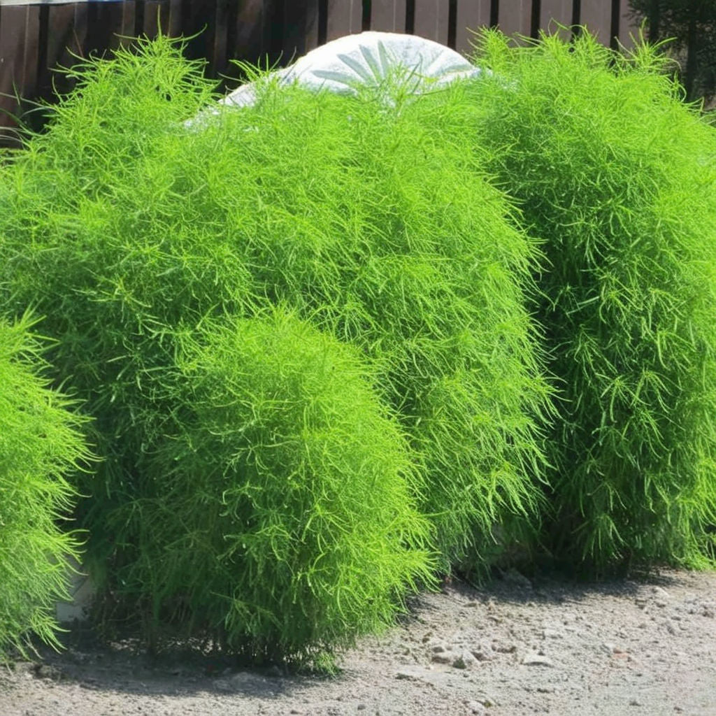 Kochia Fire Bush Samen - Leuchtend rotes Laub für atemberaubende Gartendekorationen