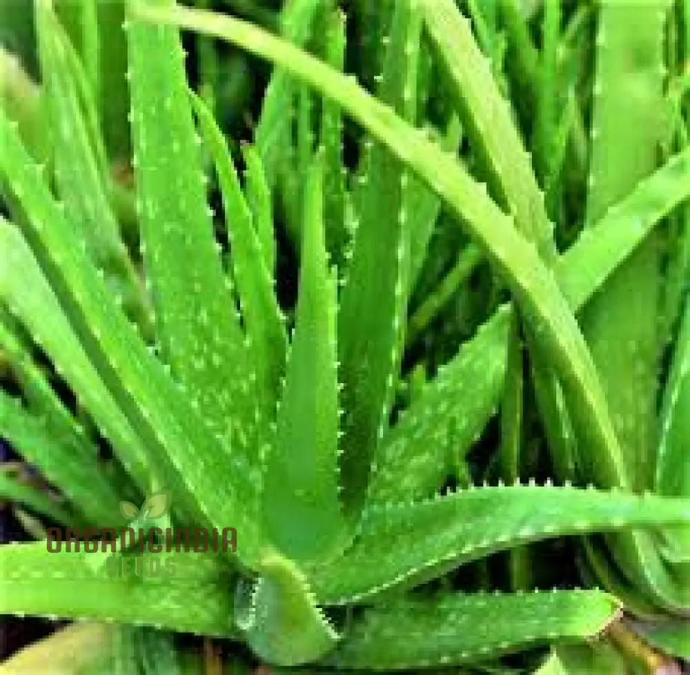 Generic Green Aloe Vera Plant Seeds Seed Mixtures Organic Online Buy