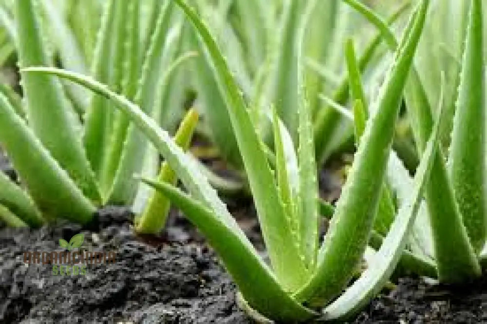 Generic Green Aloe Vera Plant Seeds Seed Mixtures Organic Online Buy