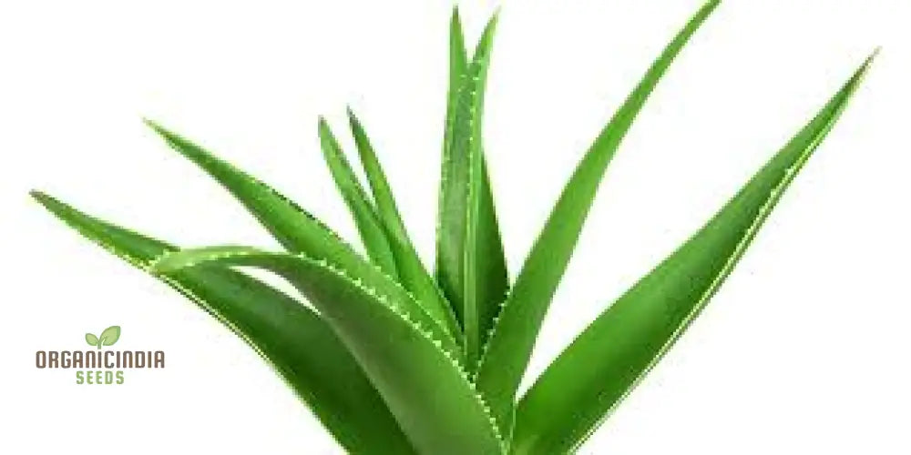 Generic Green Aloe Vera Plant Seeds Seed Mixtures Organic Online Buy