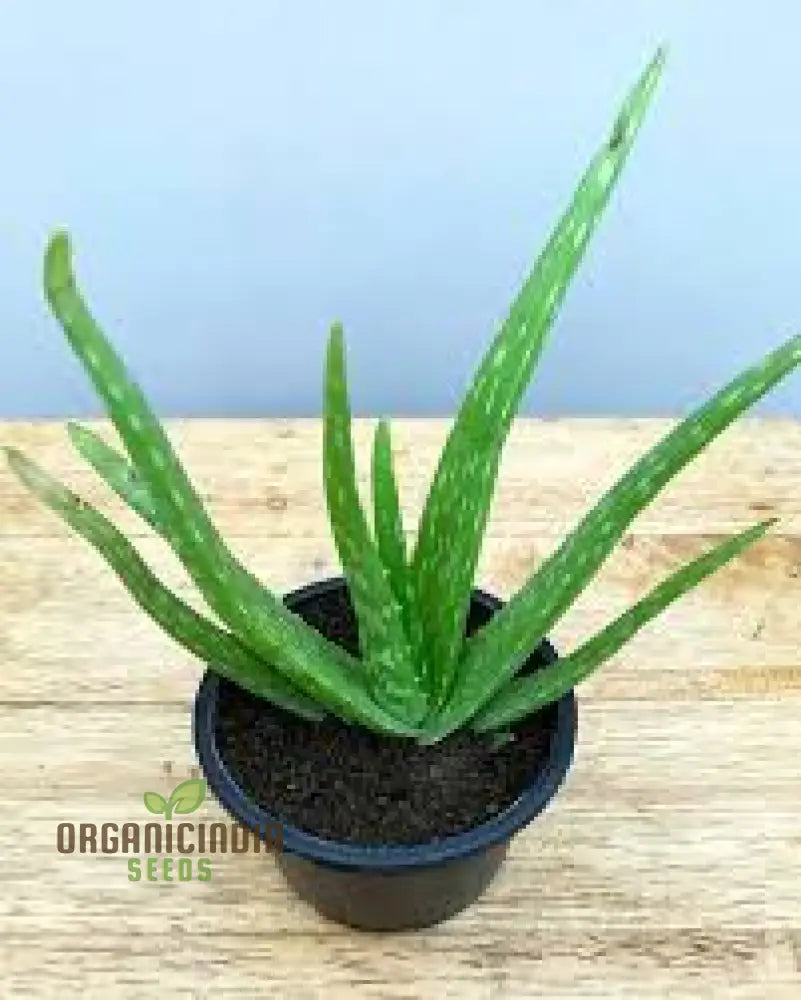 Generic Green Aloe Vera Plant Seeds Seed Mixtures Organic Online Buy