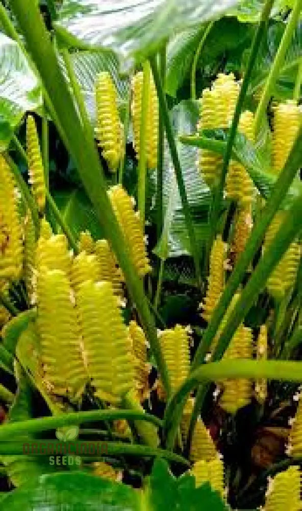 Generic Yellow Calathea Crotalifera Plant Seeds Fresh For Planting