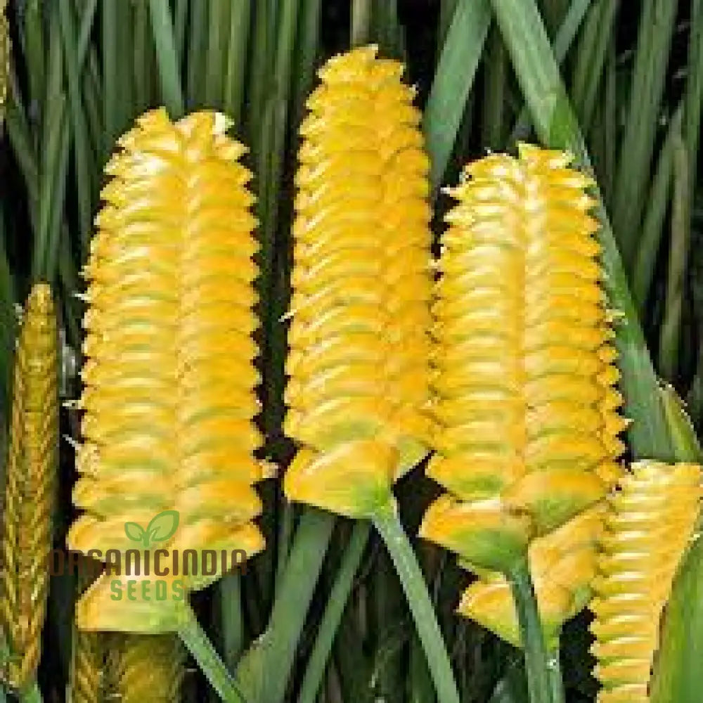 Generic Yellow Calathea Crotalifera Plant Seeds Fresh For Planting